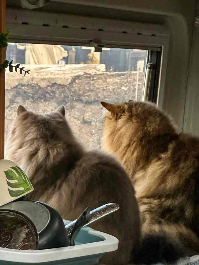 due gatti siberiani